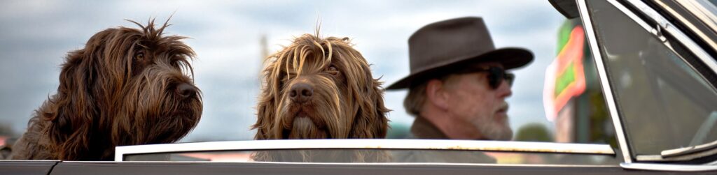 Viaja con tu perro en el coche de manera legal. ¡Te contamos cómo!